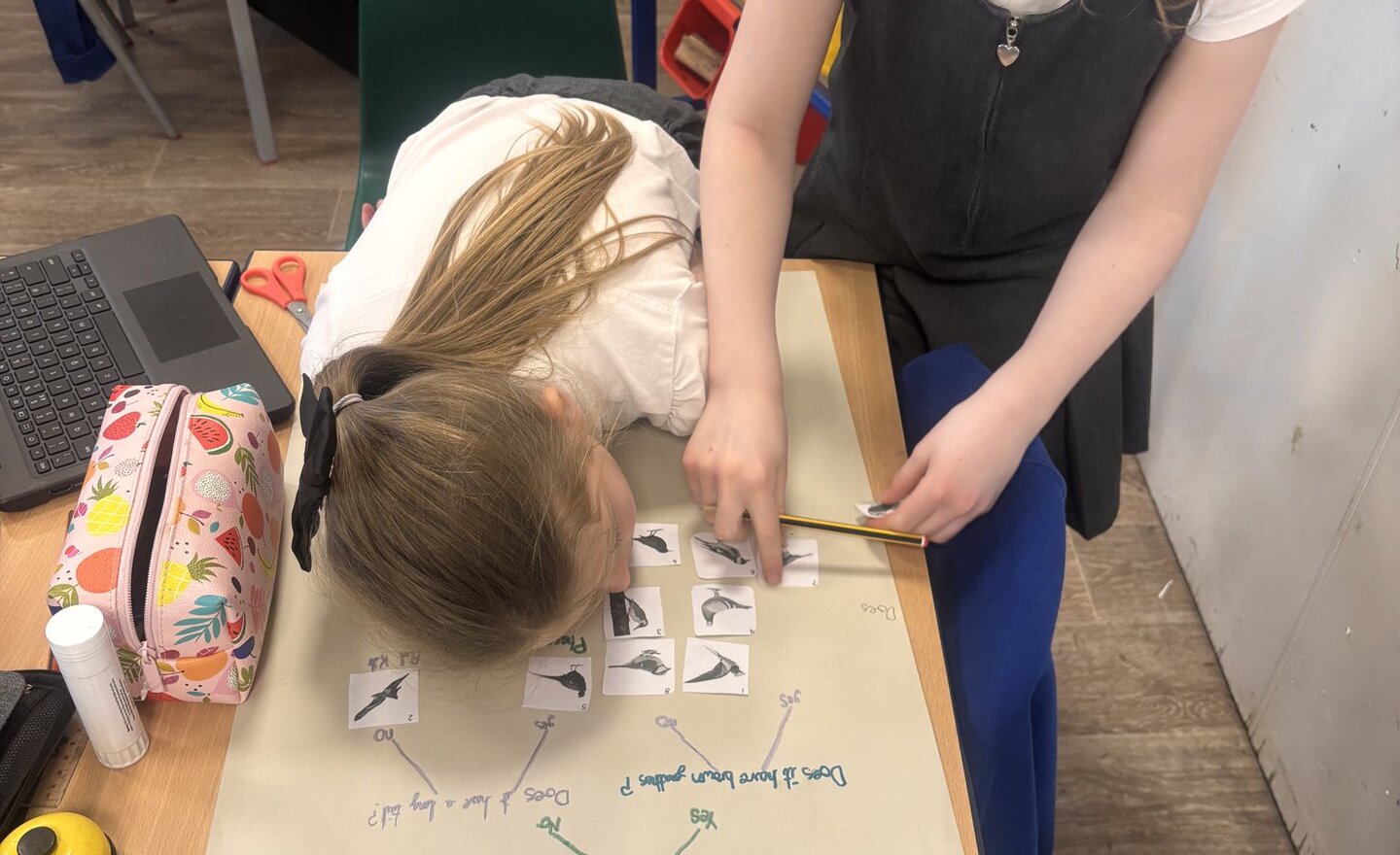 Image of Willow Class: Bird Classification Stars! 