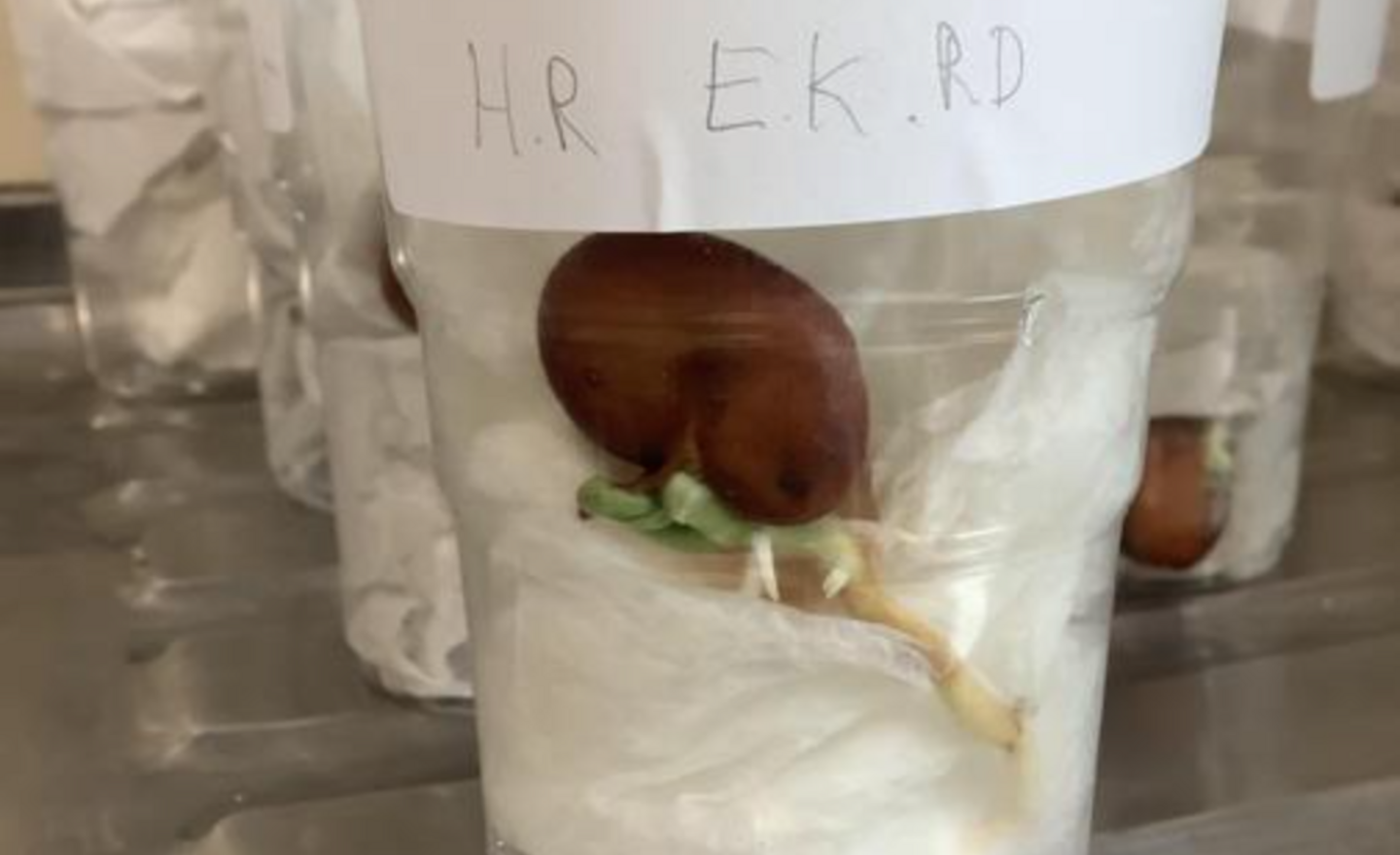 Image of Science - Seed Experiments