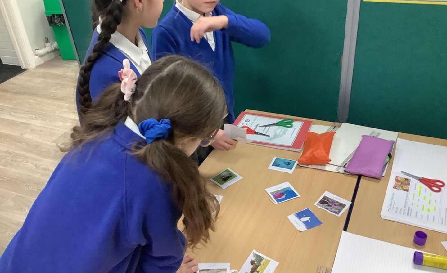 Image of Animals Grouping