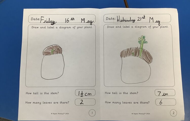 Image of Measuring plant growth