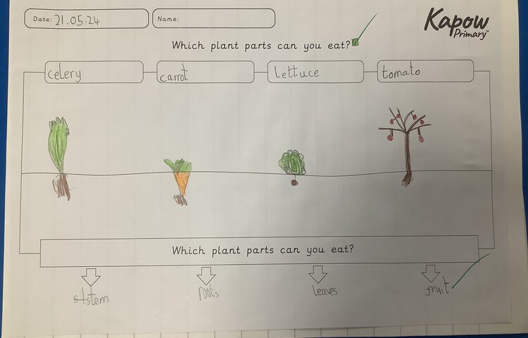 Image of Parts of a plant we can eat