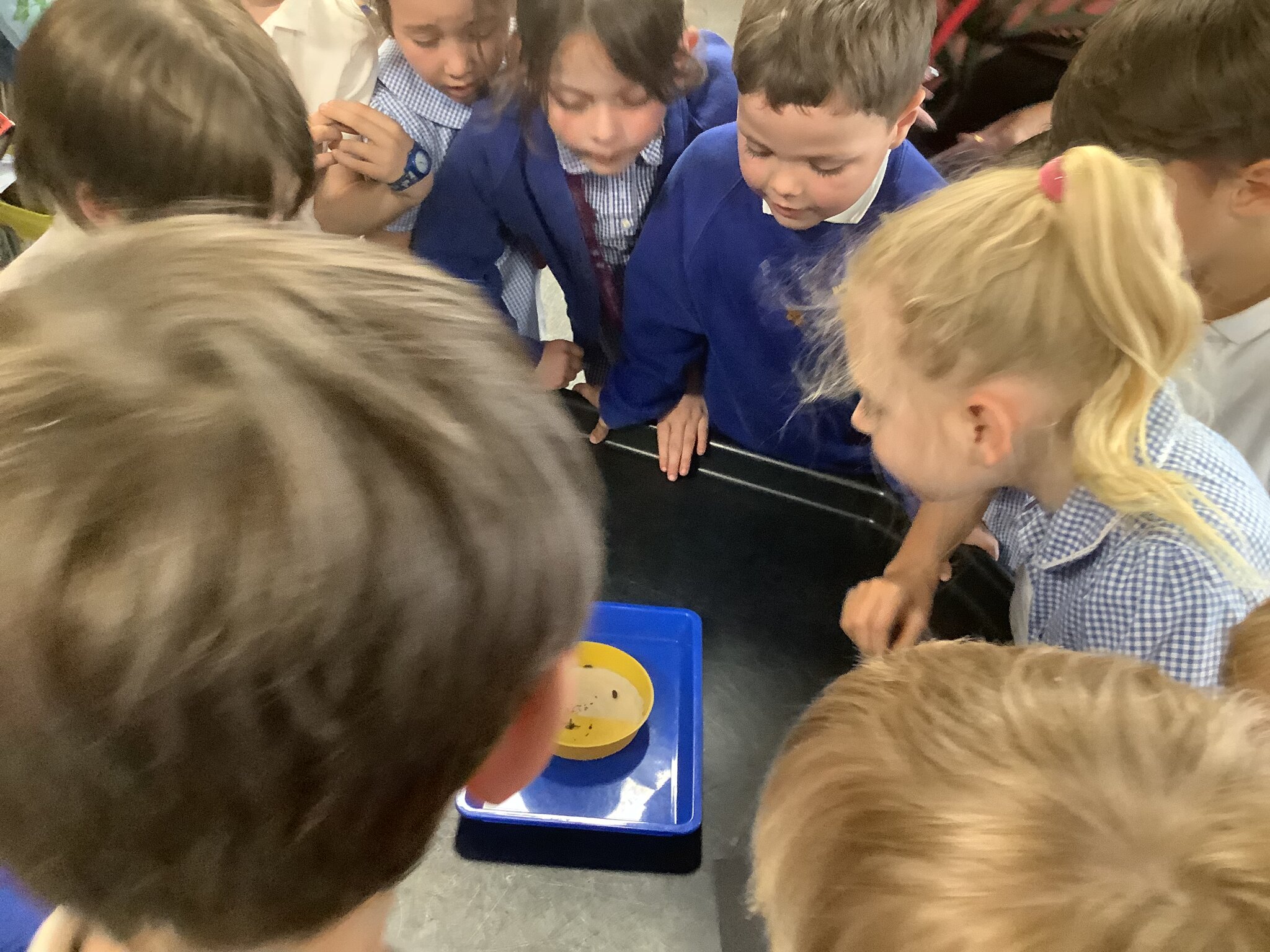 Image of Science questions and investigations 