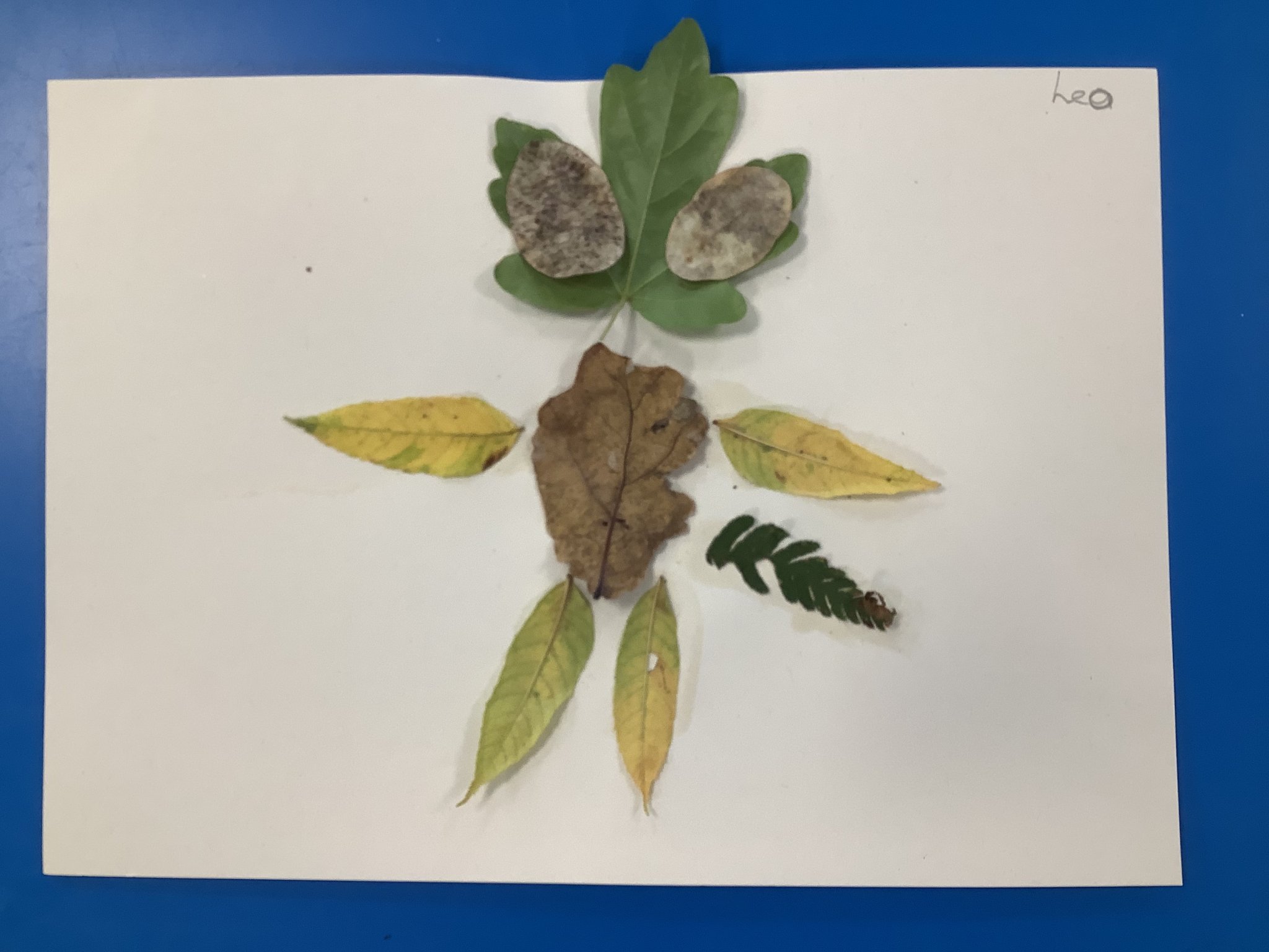 Image of Leaf art