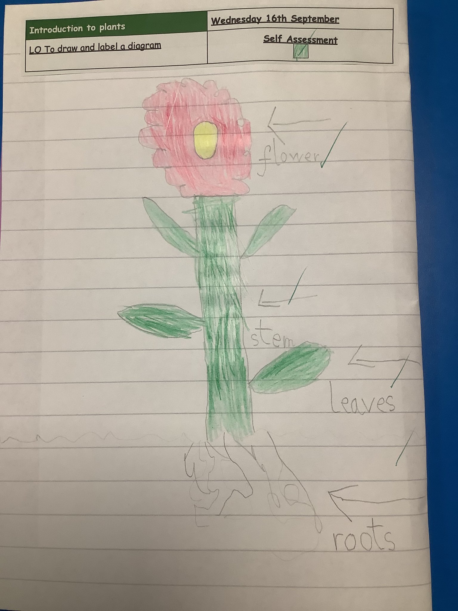 Image of Introduction to plants