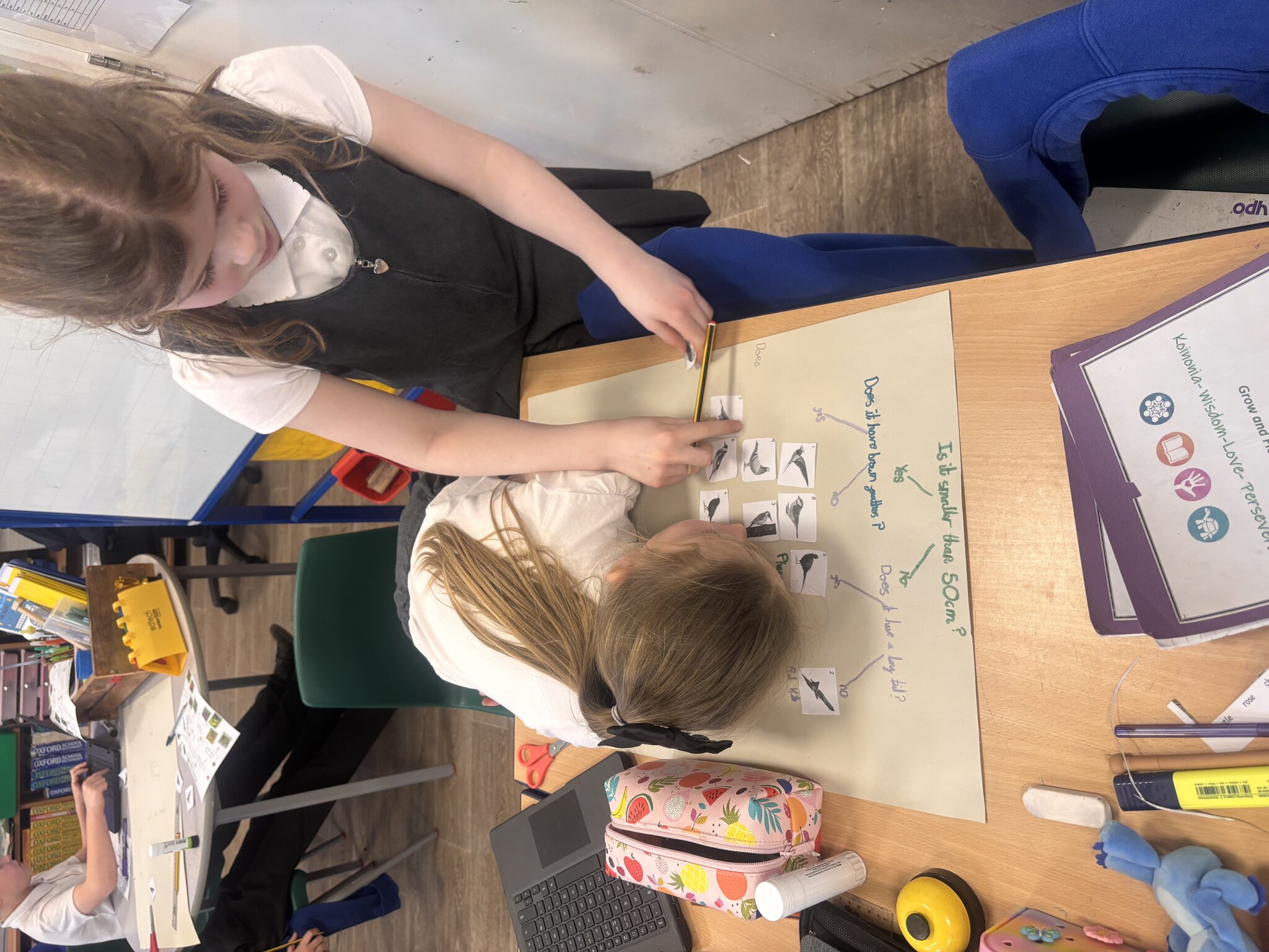 Image of Willow Class: Bird Classification Stars! 