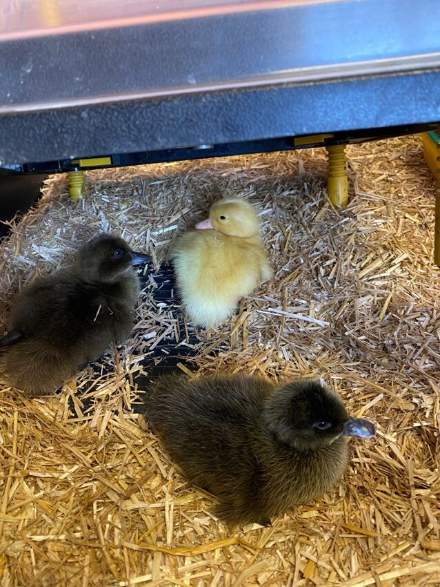 Image of The ducklings have hatched!