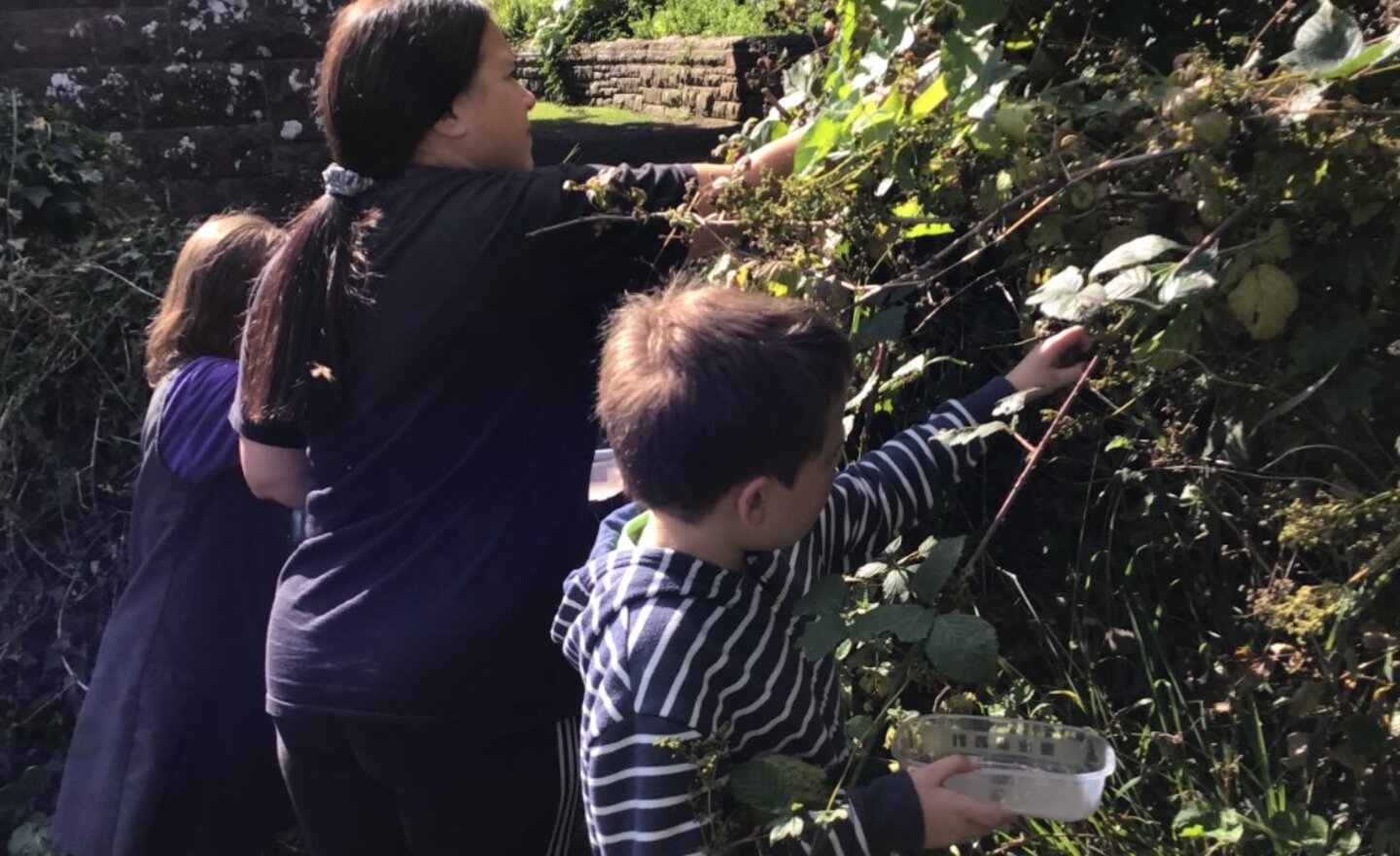 Image of Berry Picking