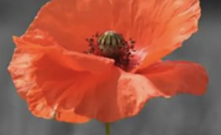 Image of Remembrance Day