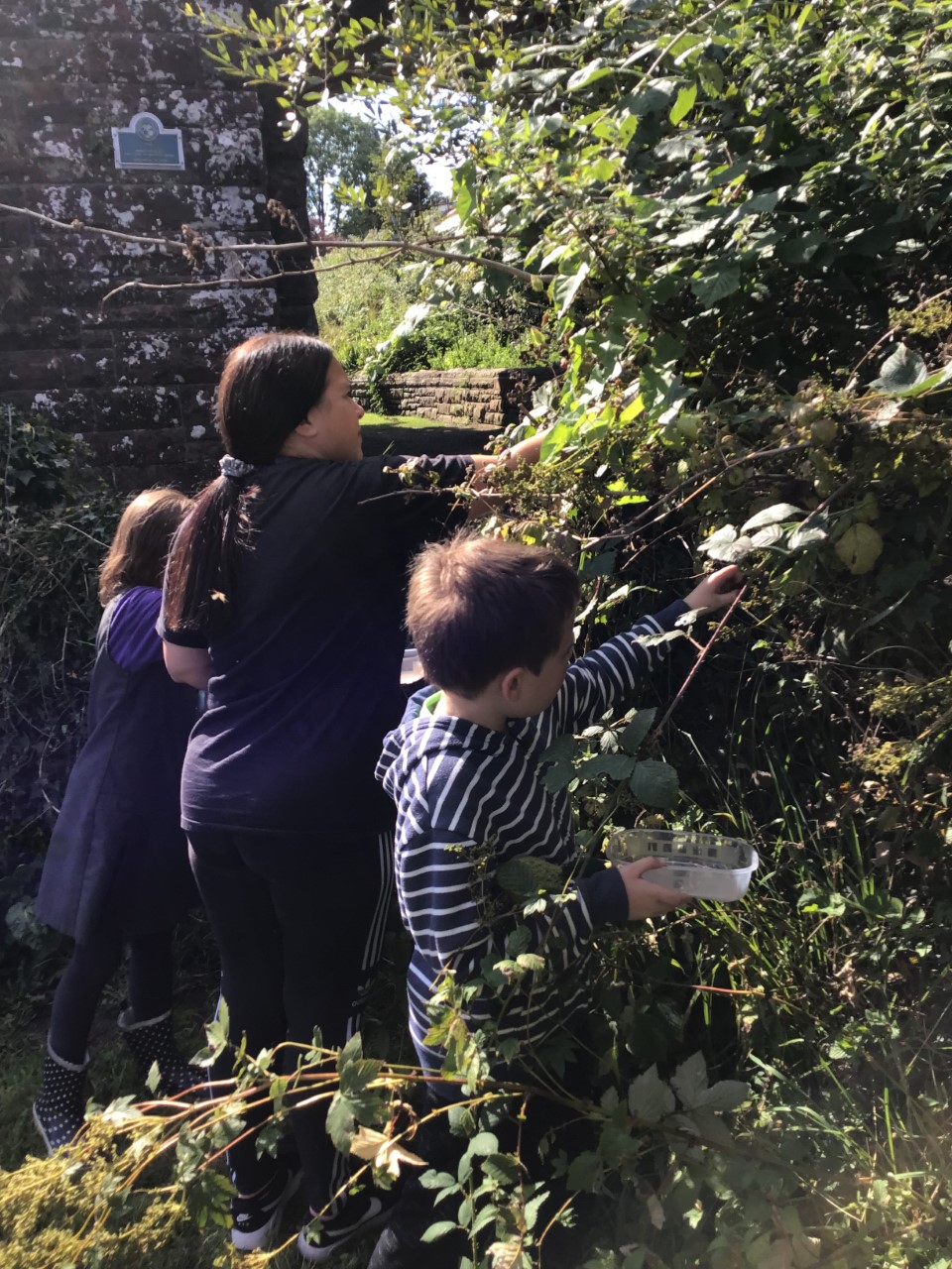 Image of Berry Picking