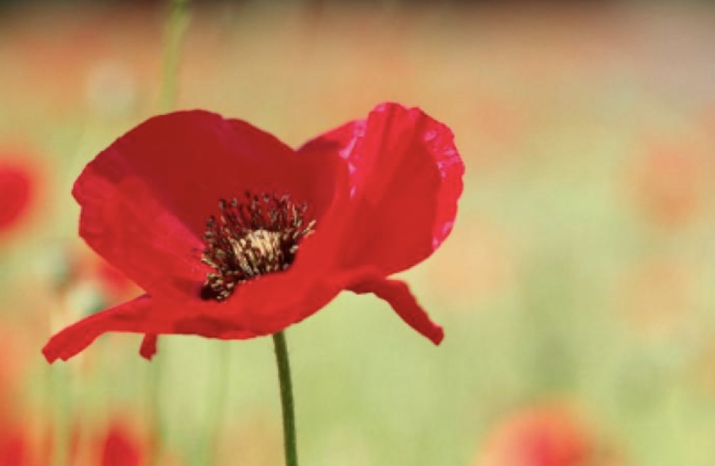 Image of Remembrance Day
