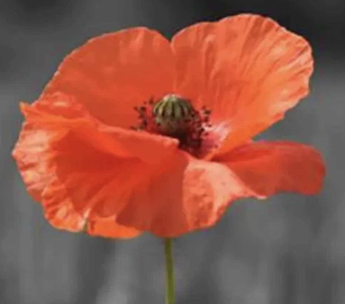 Image of Remembrance Day