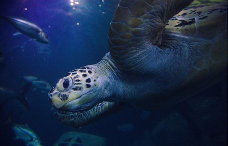 Image of Year 5 & 6 National Marine Aquarium Virtual Tour