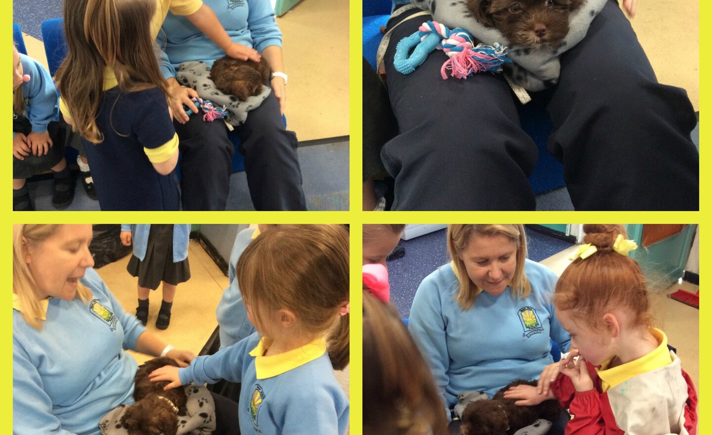 Image of Coco the therapy dog!