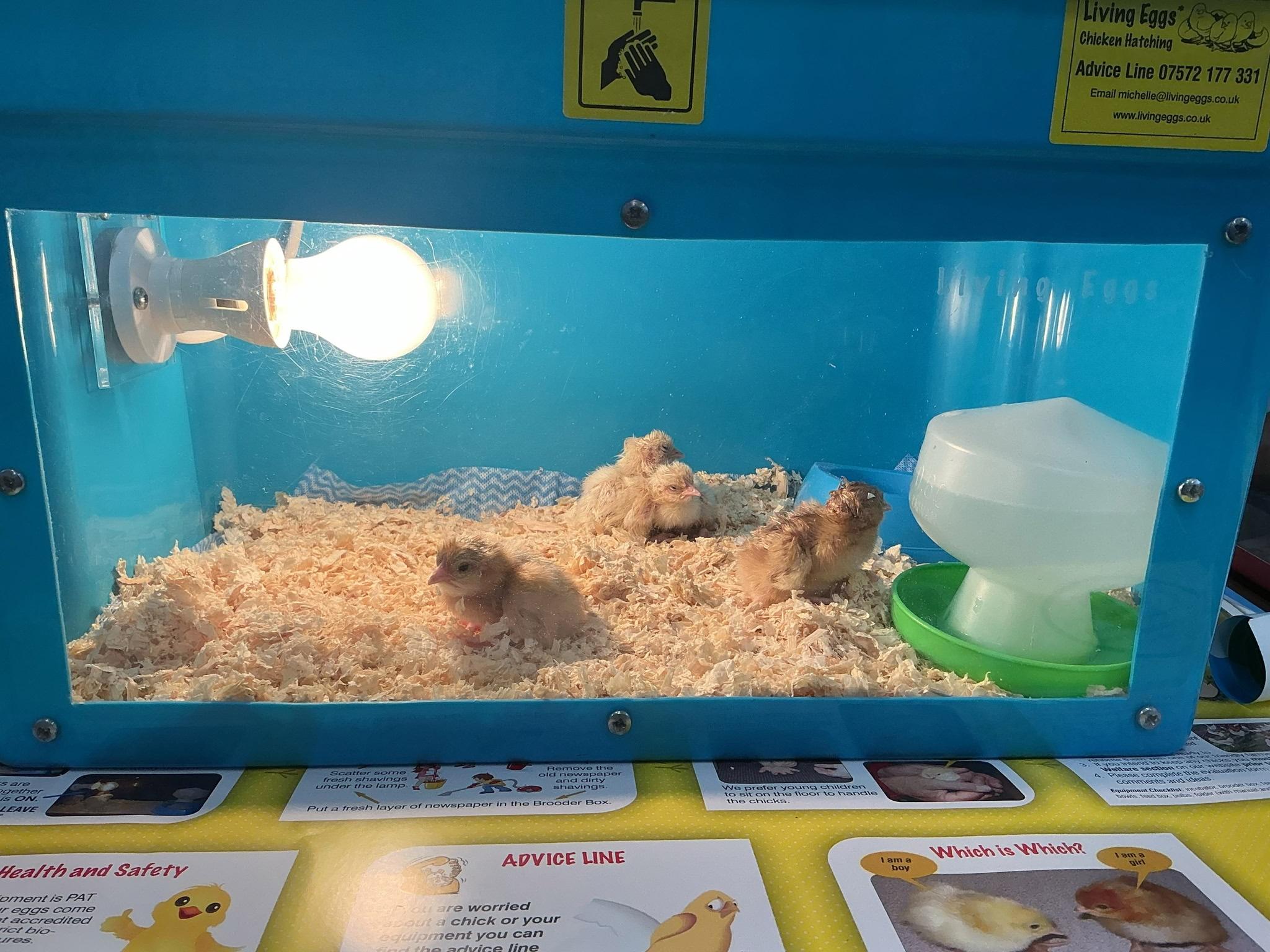 Learning in Reception