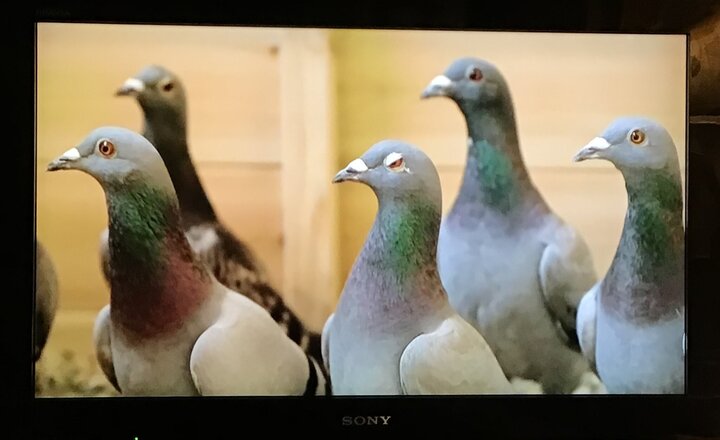 Image of BBC The One Show - Racing Pigeons