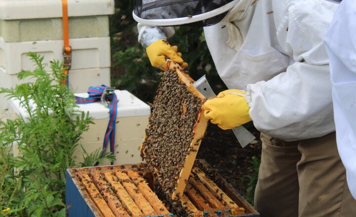 Image of Bee keeping