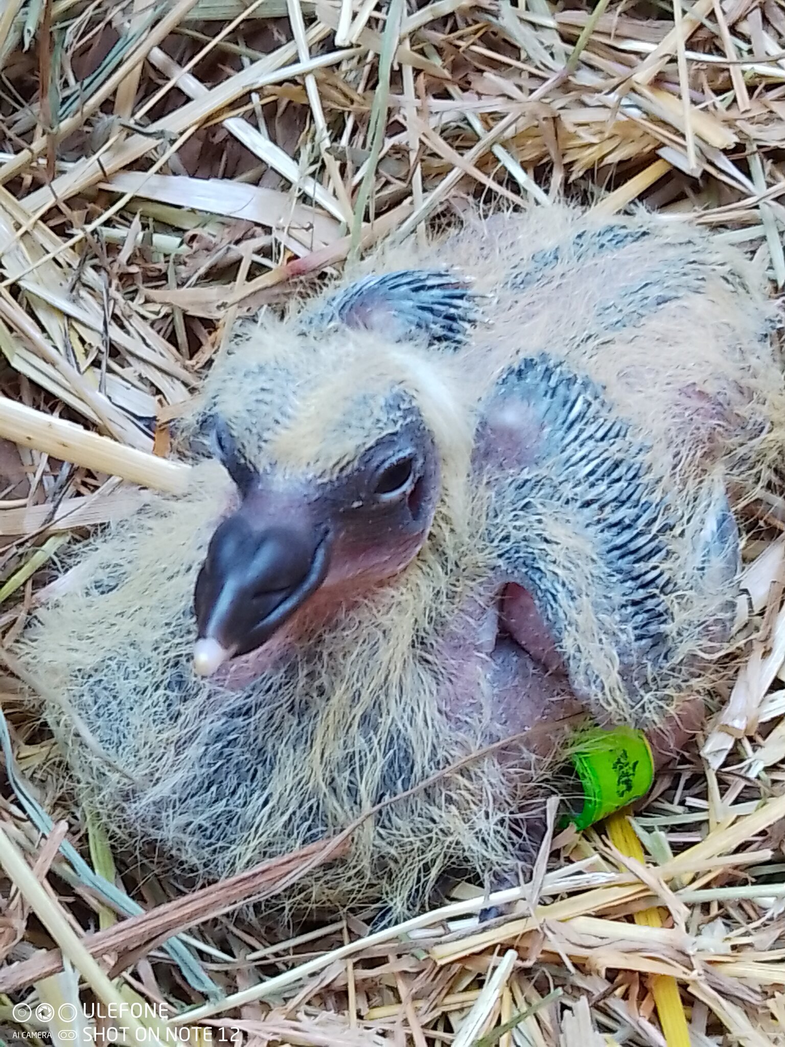 Image of Pigeon chicks