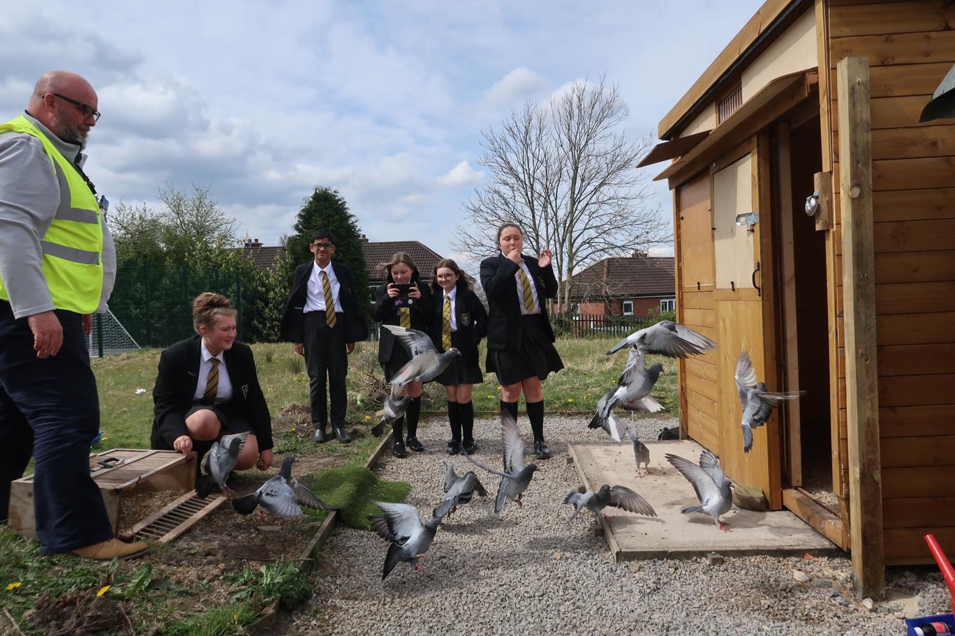 Image of Racing Pigeons