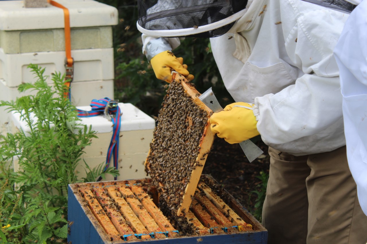 Image of Bee keeping