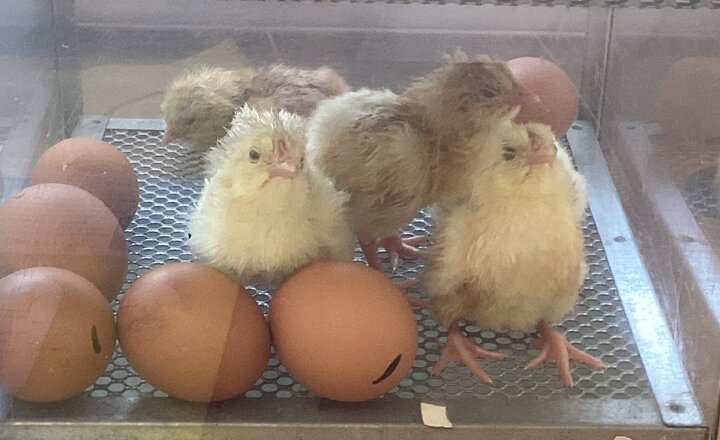 Image of Living Eggs program