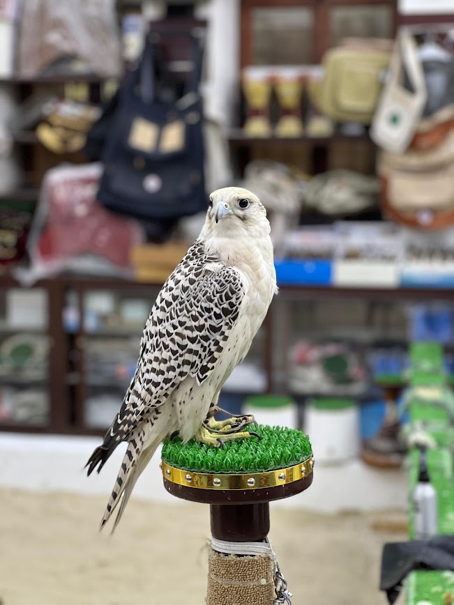 Image of Falcons in Qatar