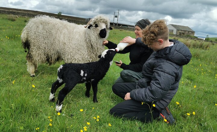 Image of Feeding the Lambs at Harwes Farm