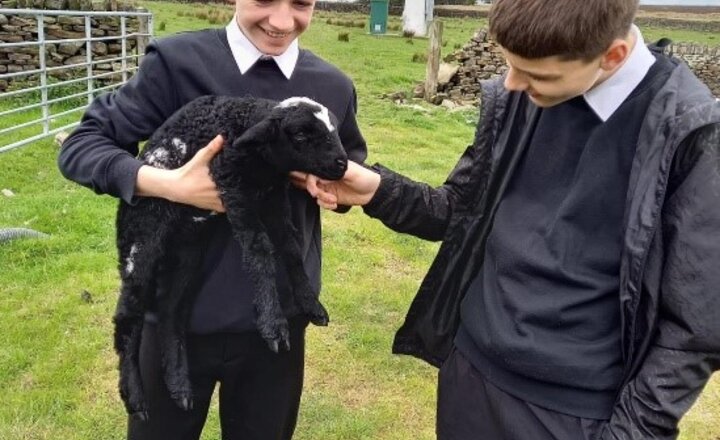 Image of New Born Lambs at Harwes Farm