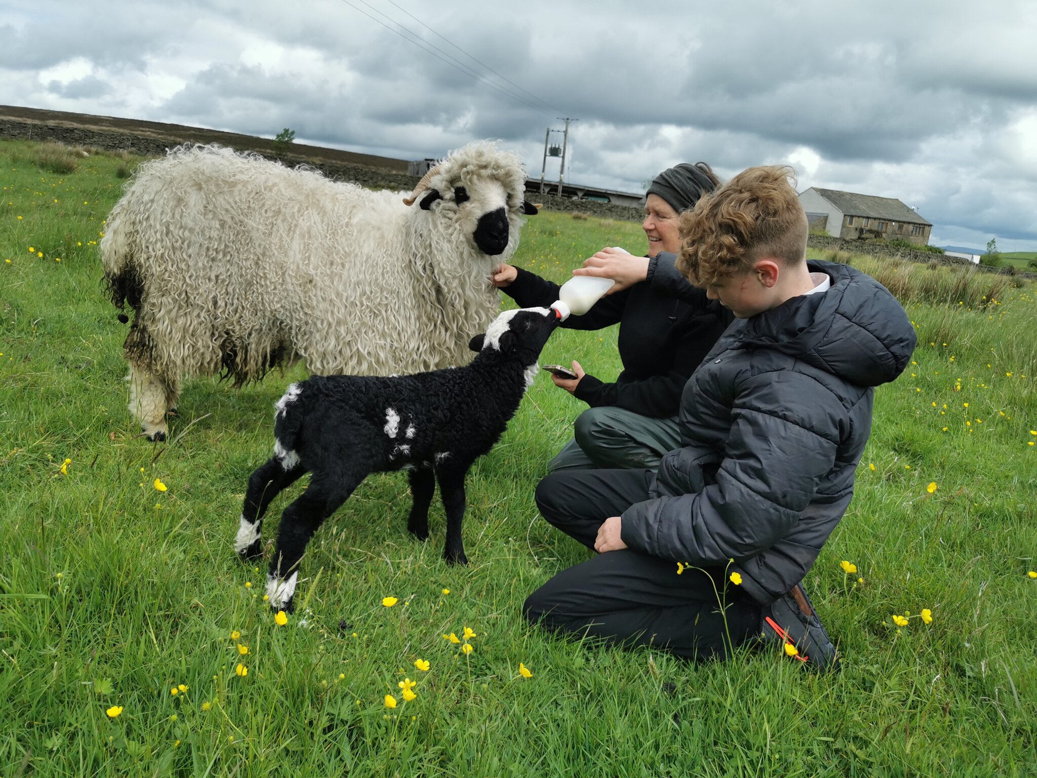 Image of Feeding the Lambs at Harwes Farm