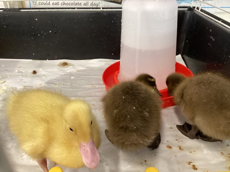 Image of Goodbye to our ducklings