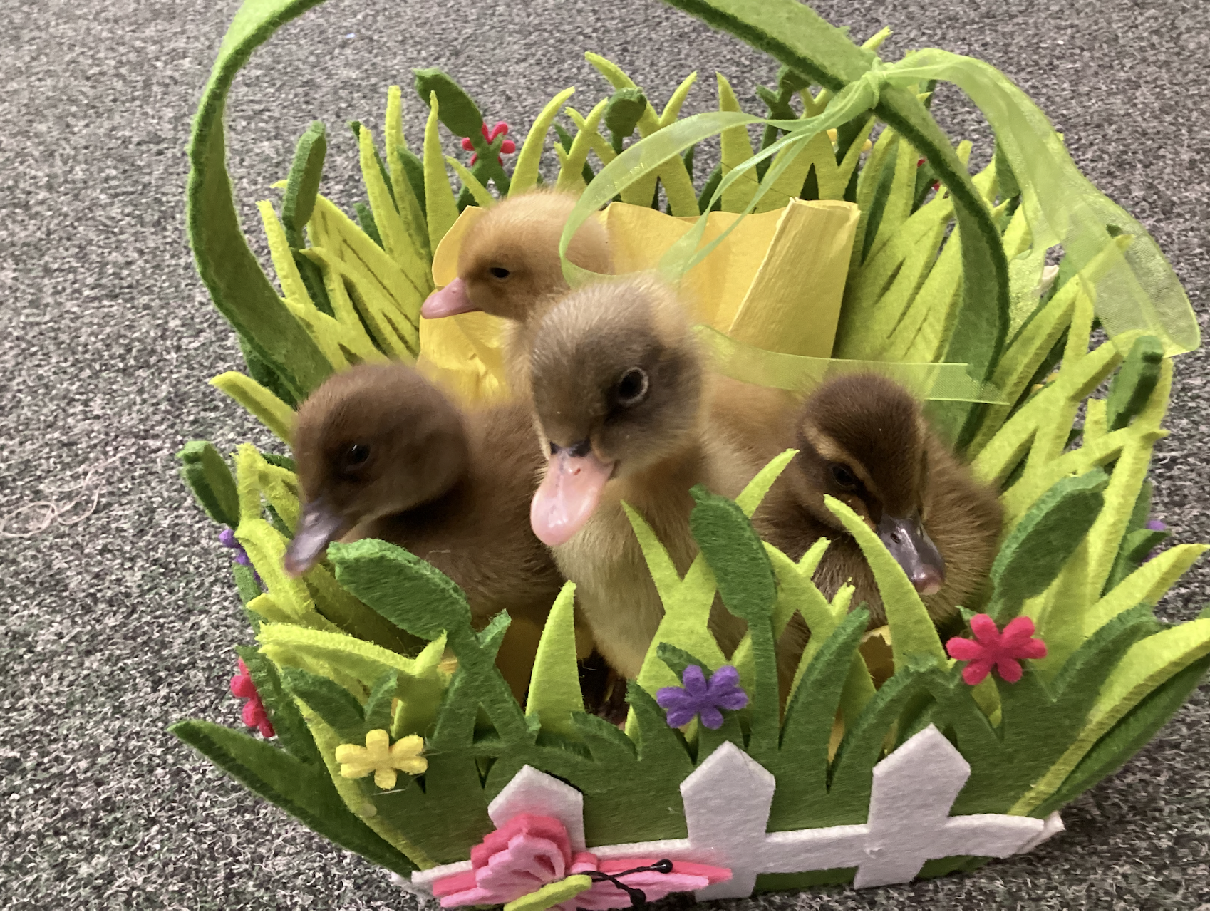 Image of Happy Easter! ????