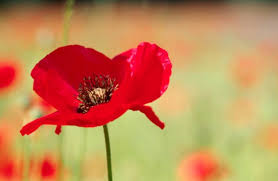 Image of ' At the going down of the sun and in the morning. We will remember them.'  Laurence Binyon