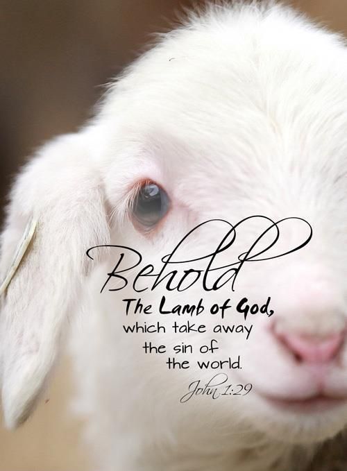 Image of 'Behold, the lamb of God who takes away the sins of the world.' - John 1:29