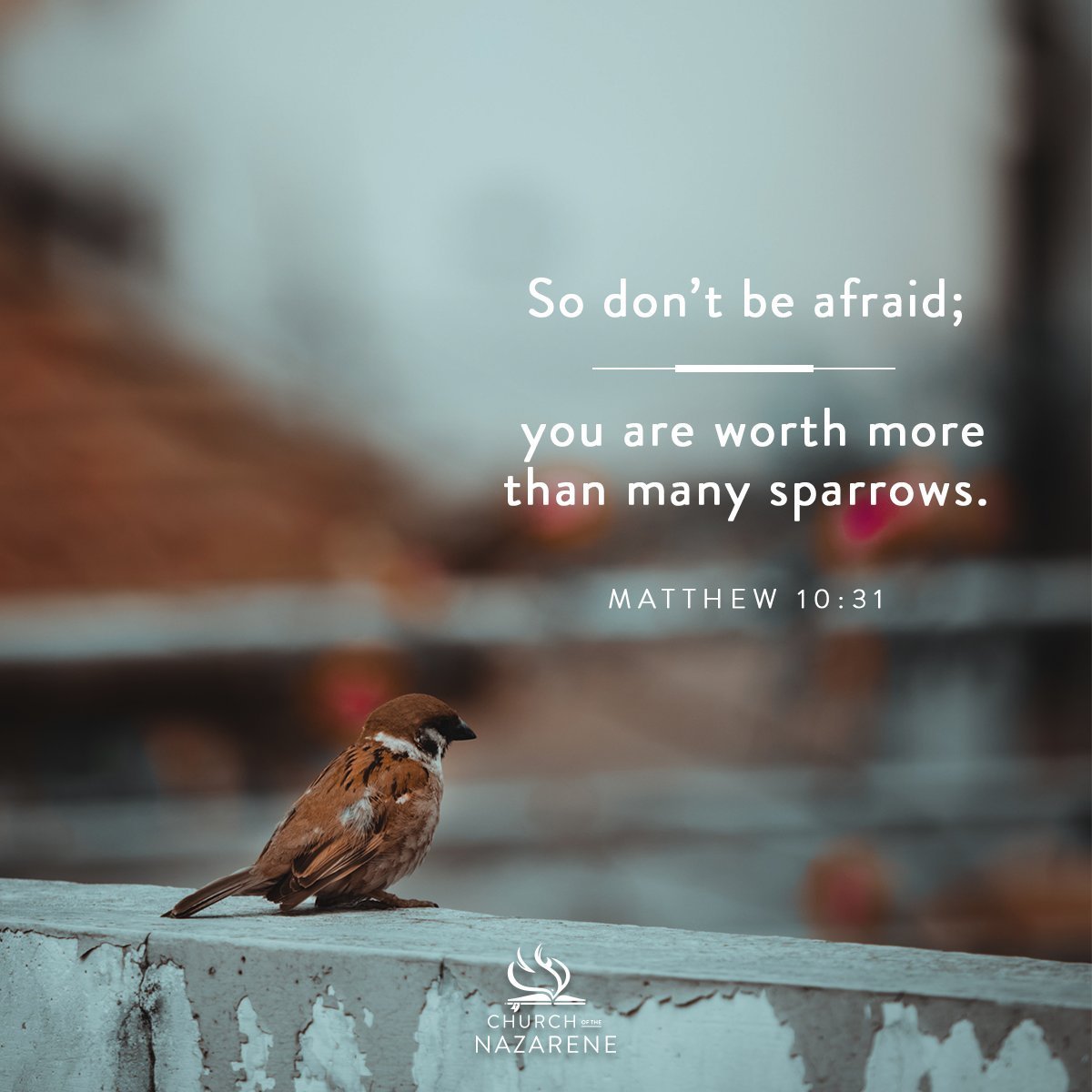 Image of Do not be afraid; you are worth more than many sparrows." Matthew 13:31