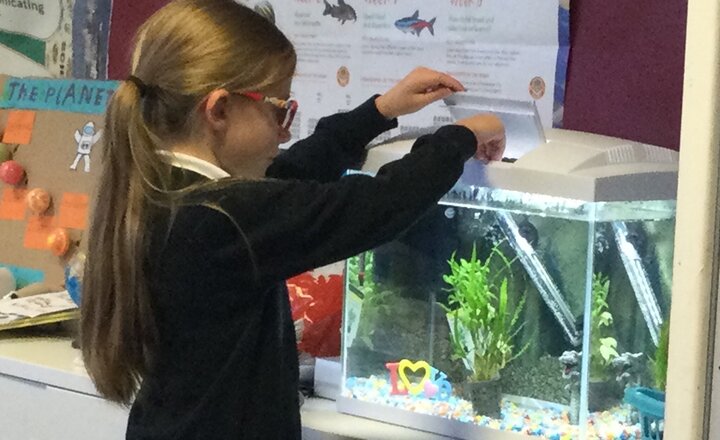 Image of Fish make themselves at home in Year 3