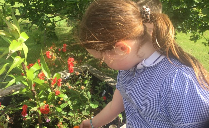 Image of  School garden is springing to life 