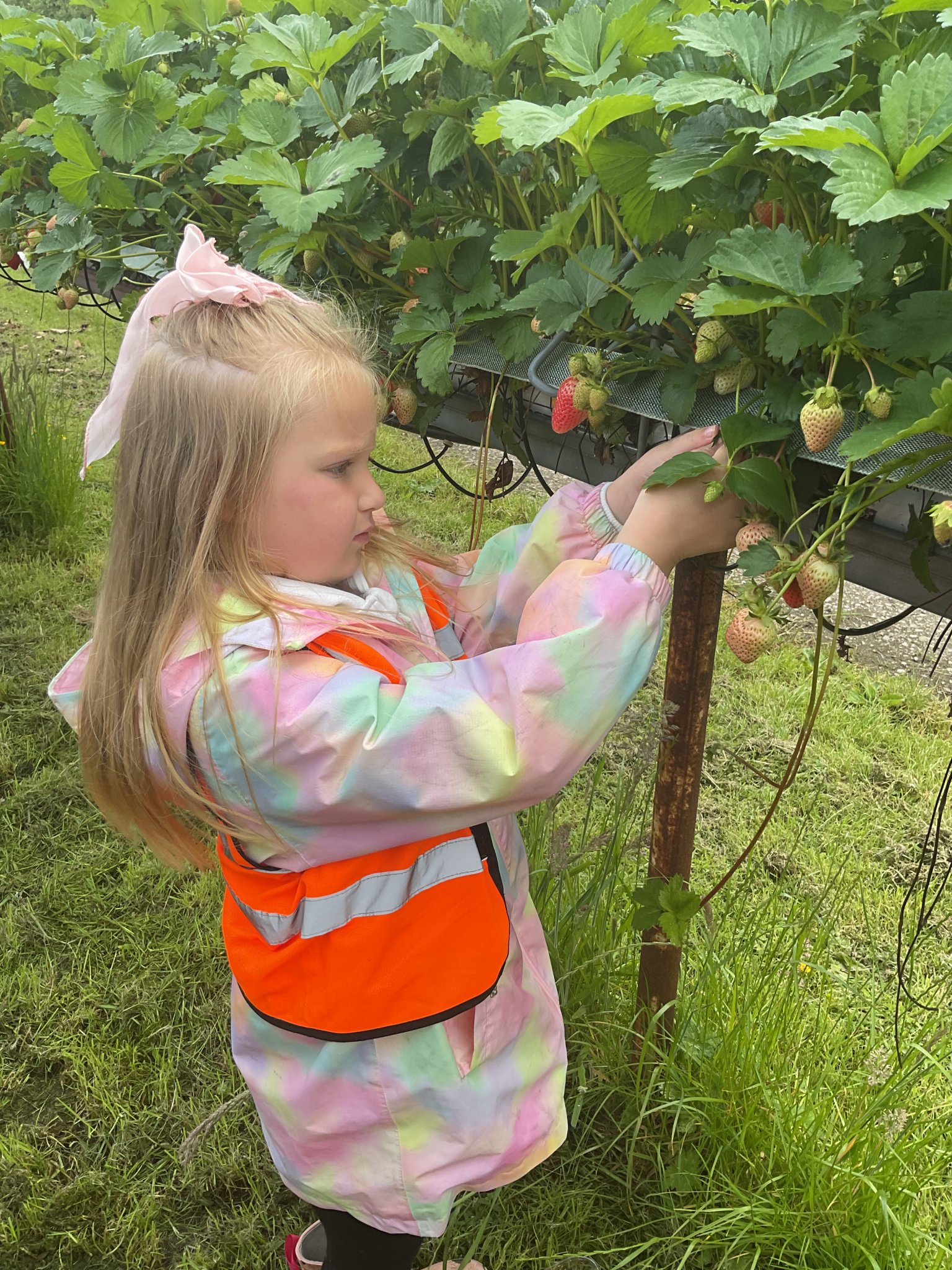 Image of Reception Pupils enjoy Farm Adventure at Kenyon Hall