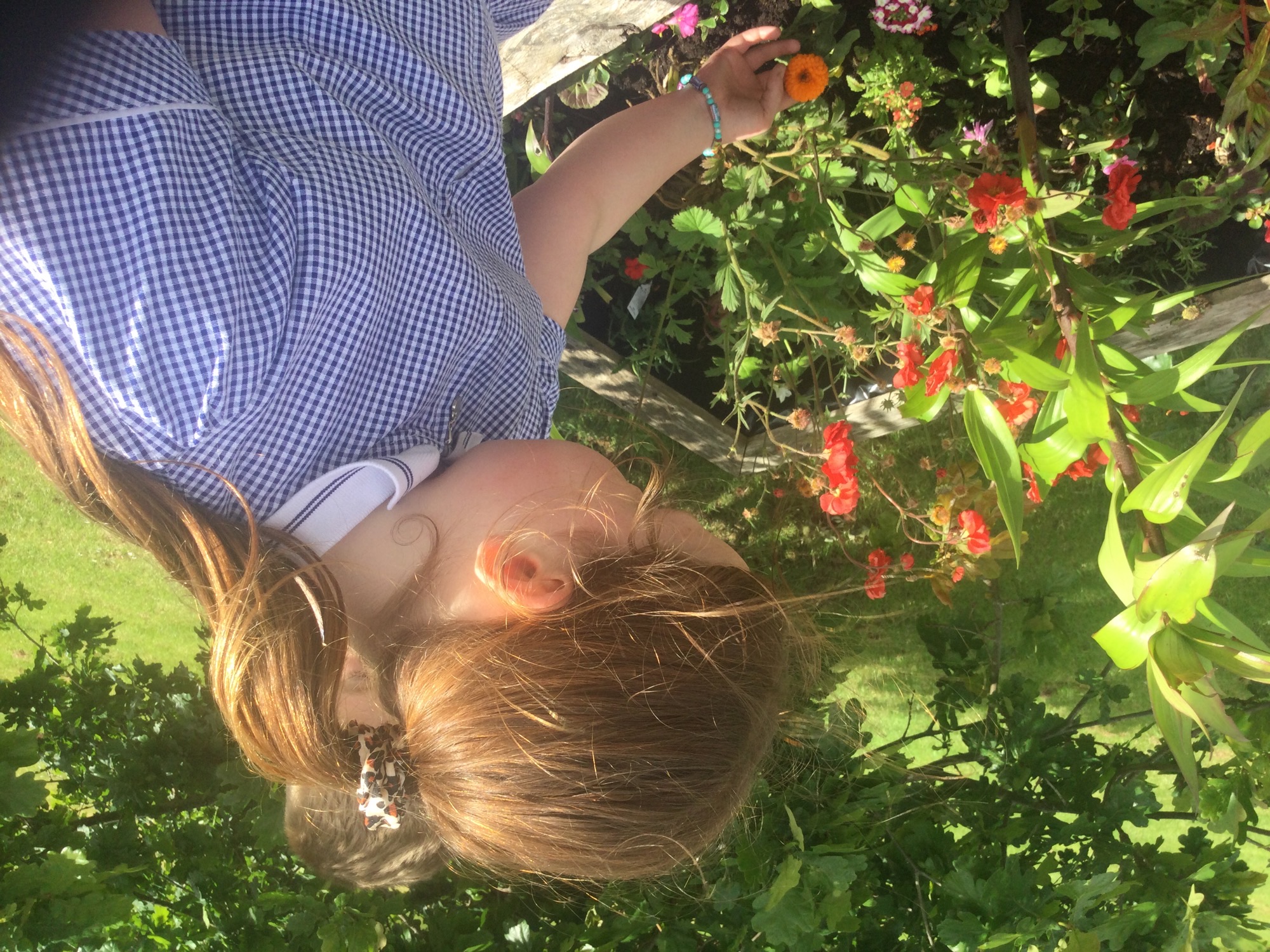 Image of School garden is springing to life