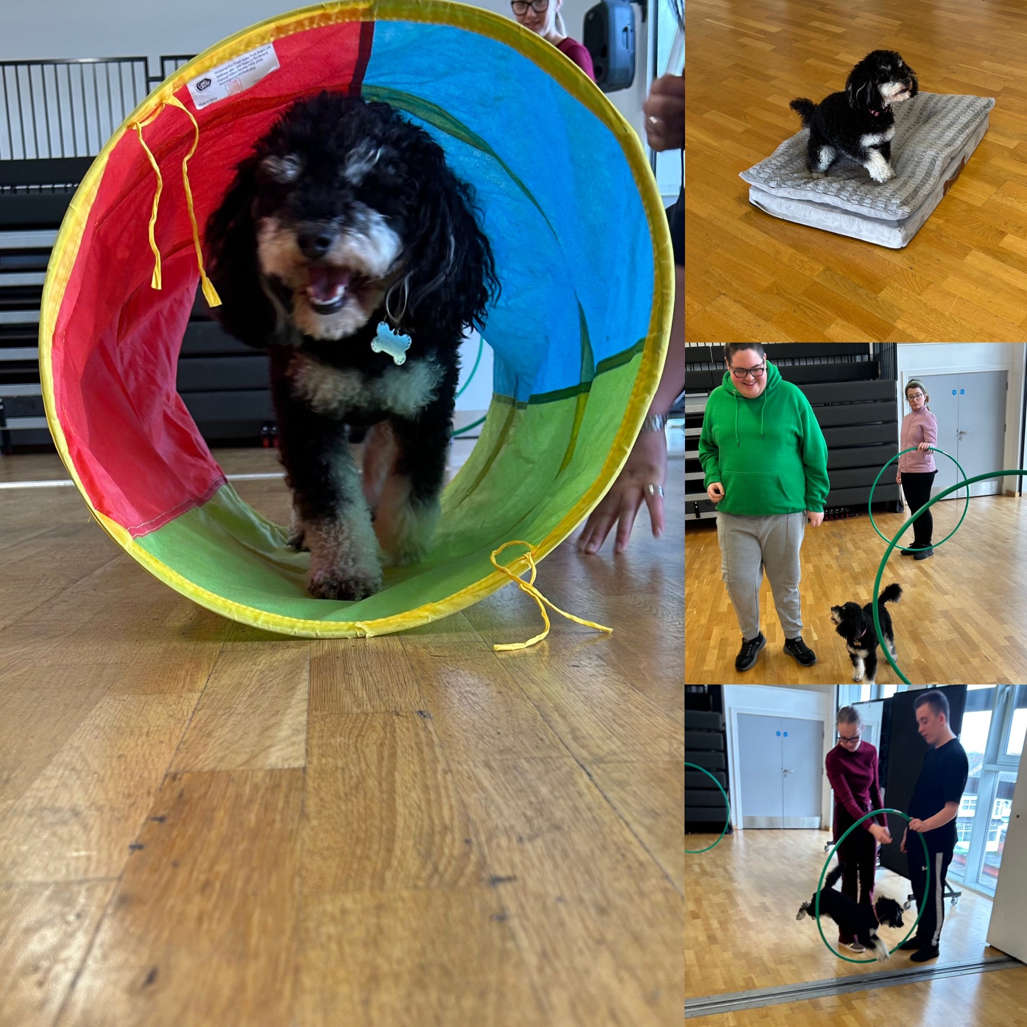 Image of Dog therapy ambassador training