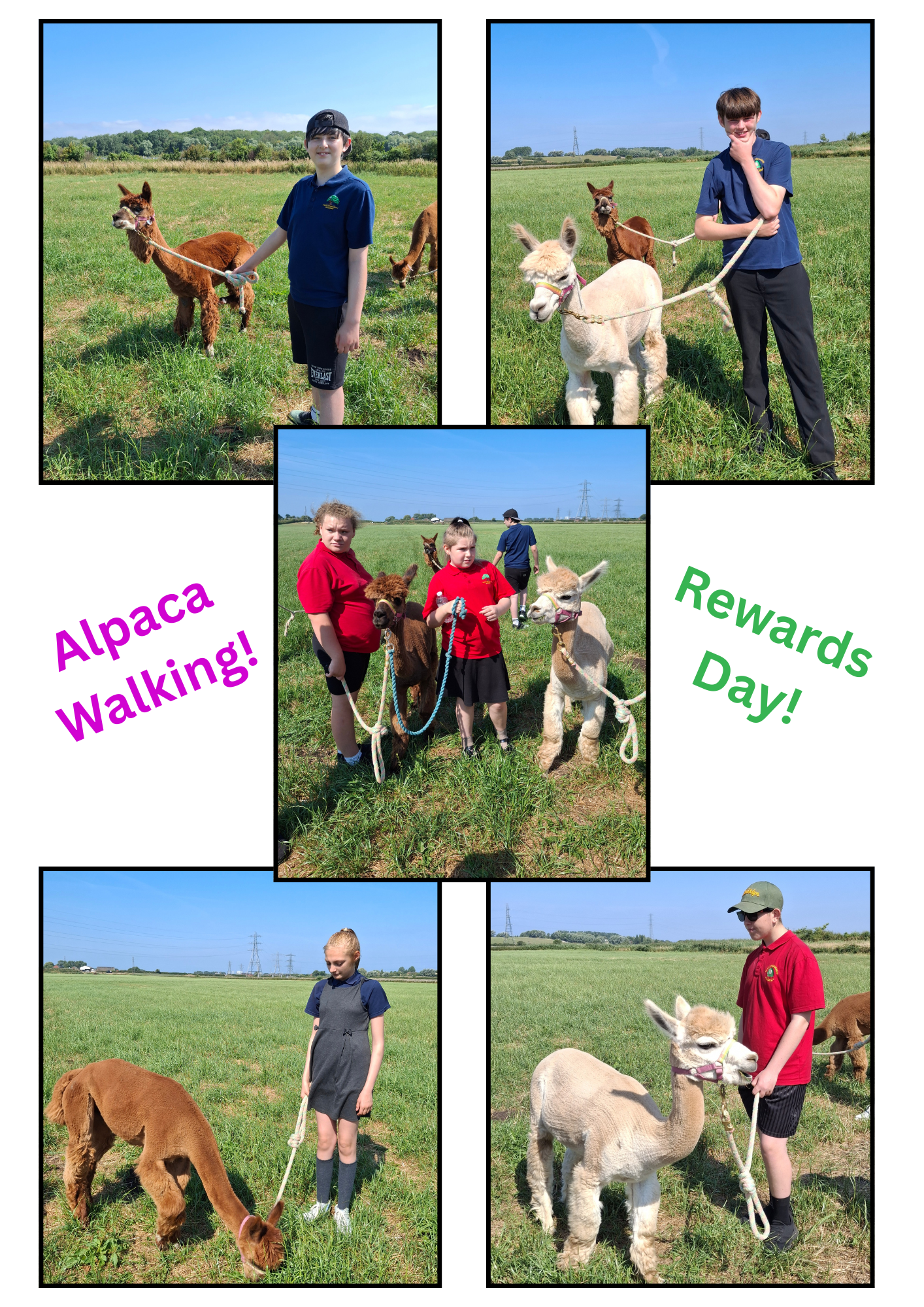 Image of Alpaca Walking for Rewards Day!