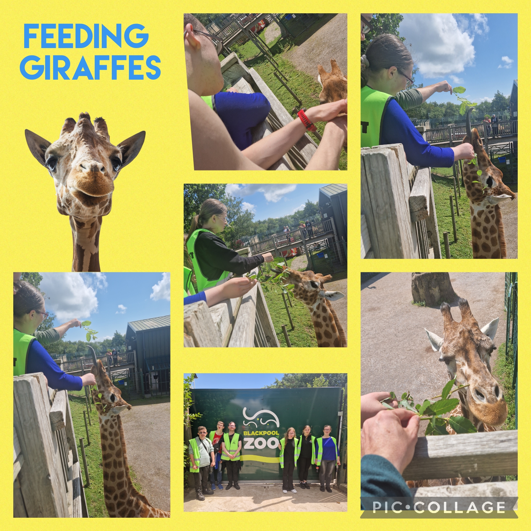 Image of Feeding Giraffes @Blackpool Zoo