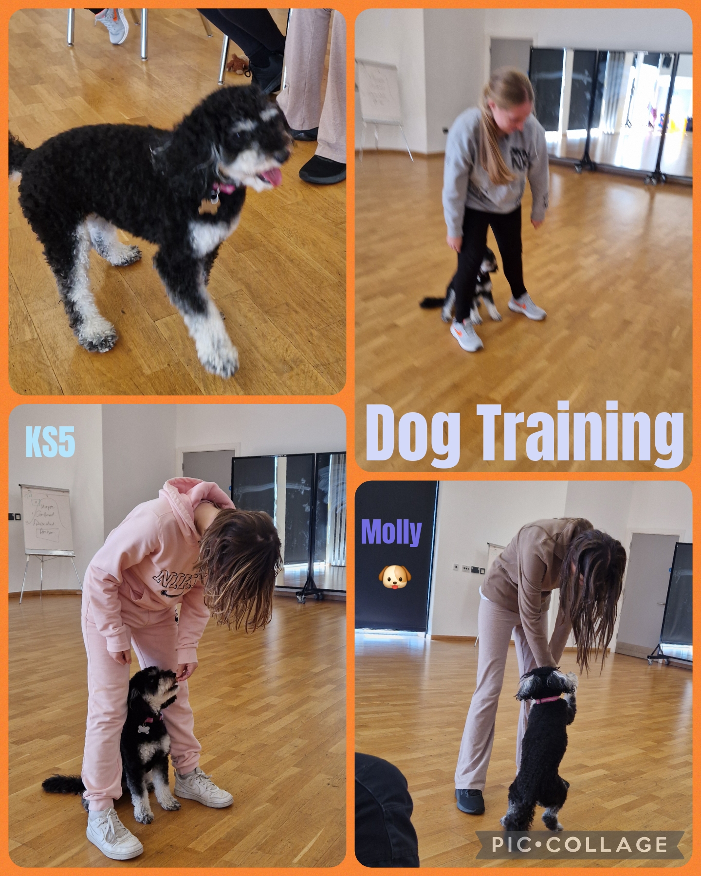 Image of Dog Training @TheOracle