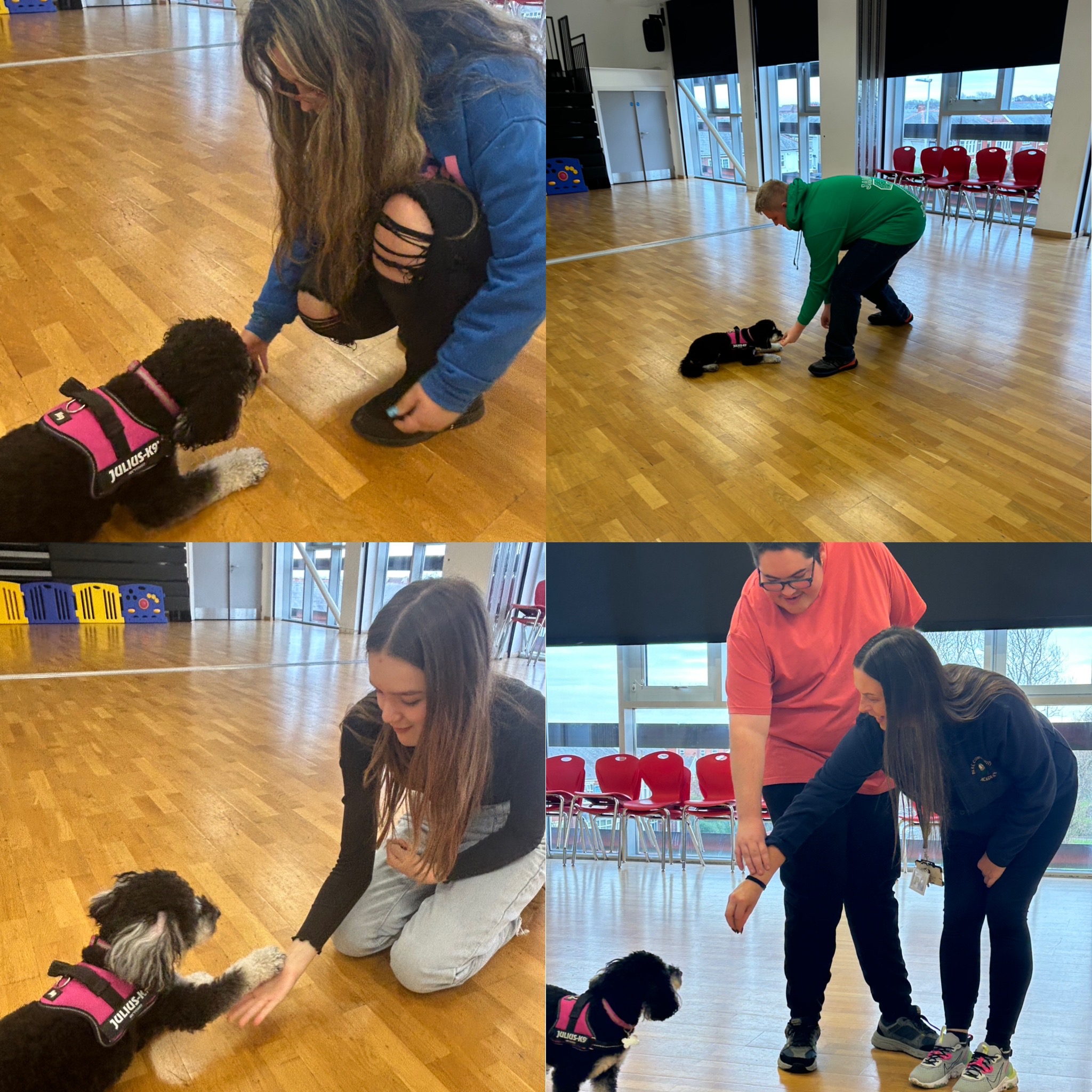 Image of Dog therapy training