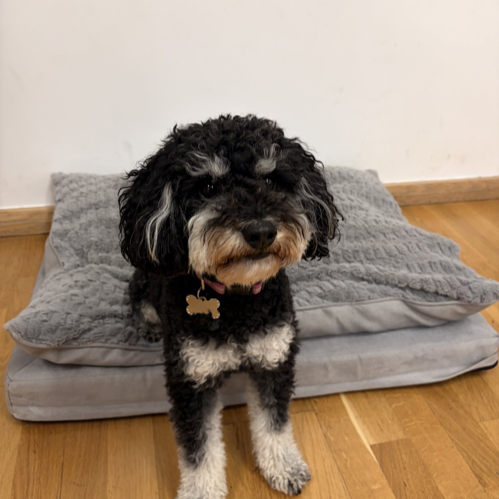 Image of Therapy dog training 