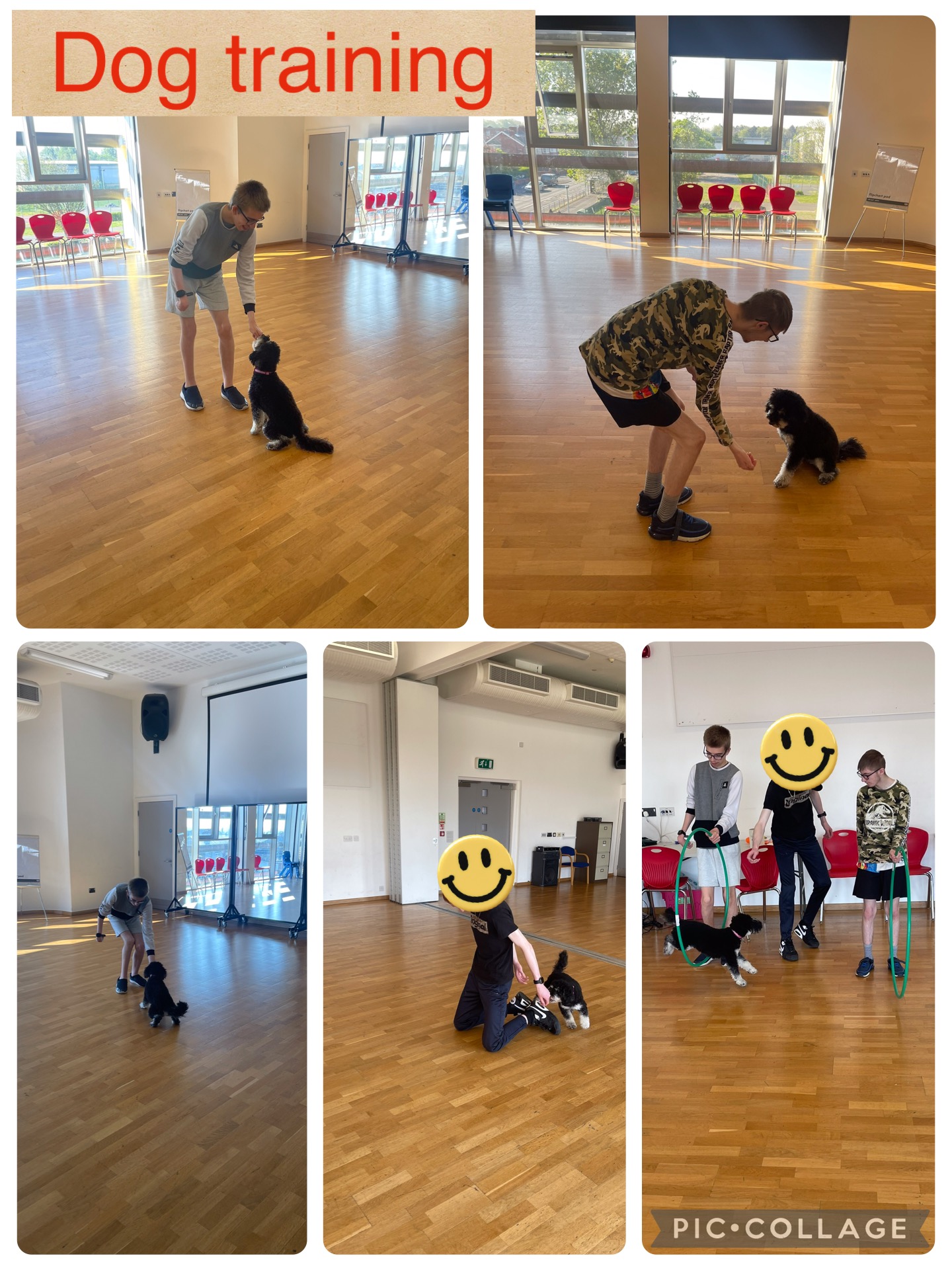 Image of Dog training