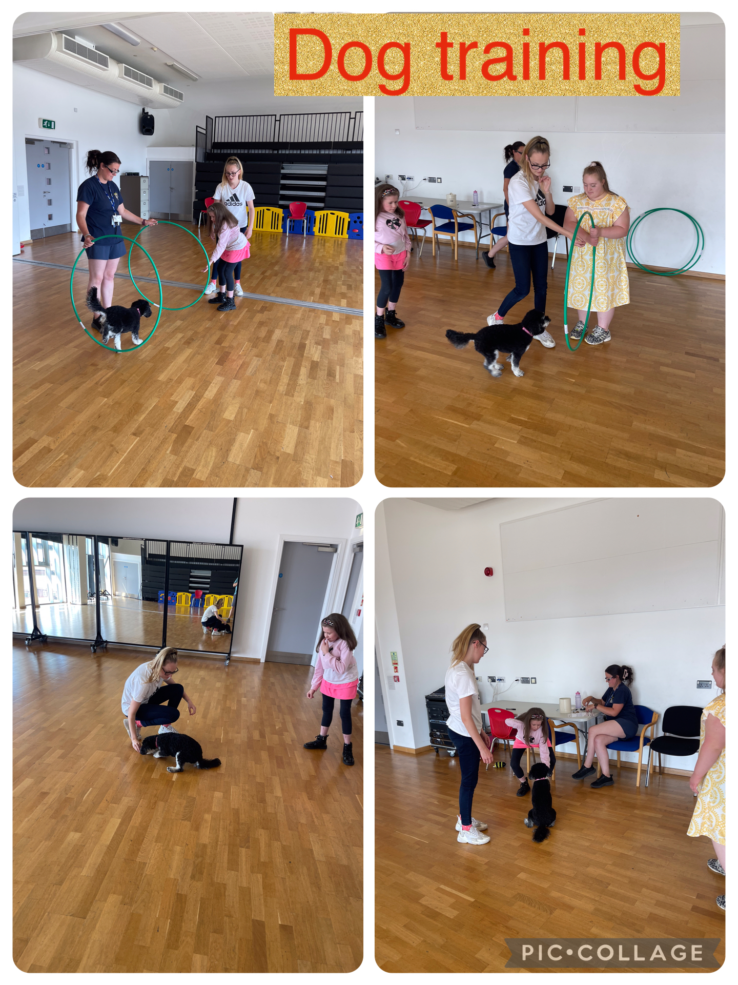 Image of Dog Training with Molly!