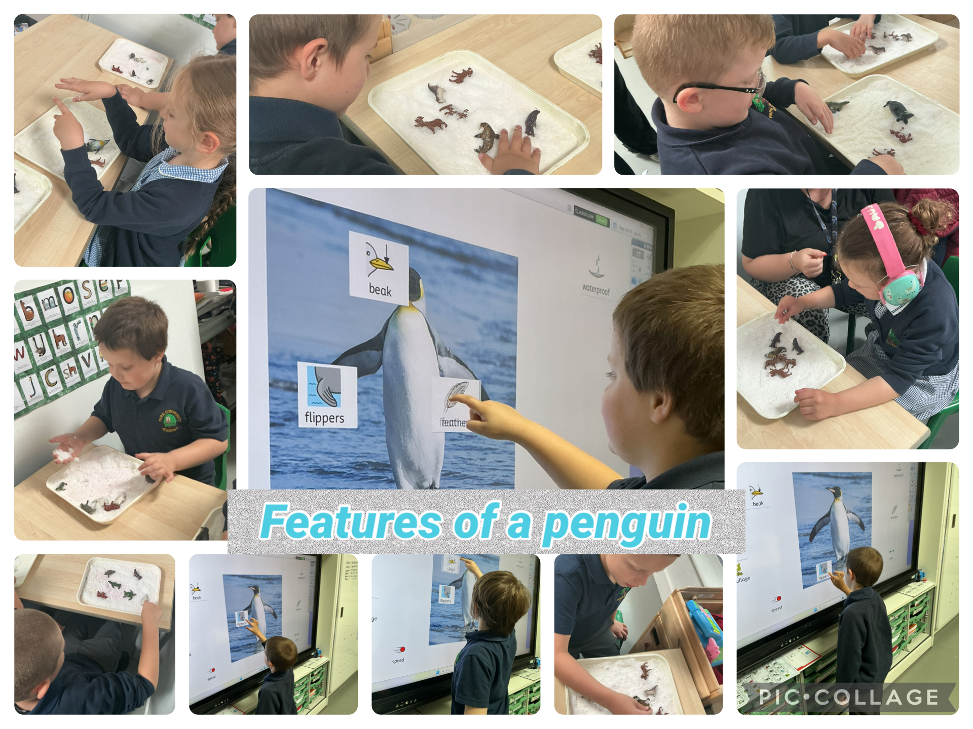 Image of Features of a penguin 