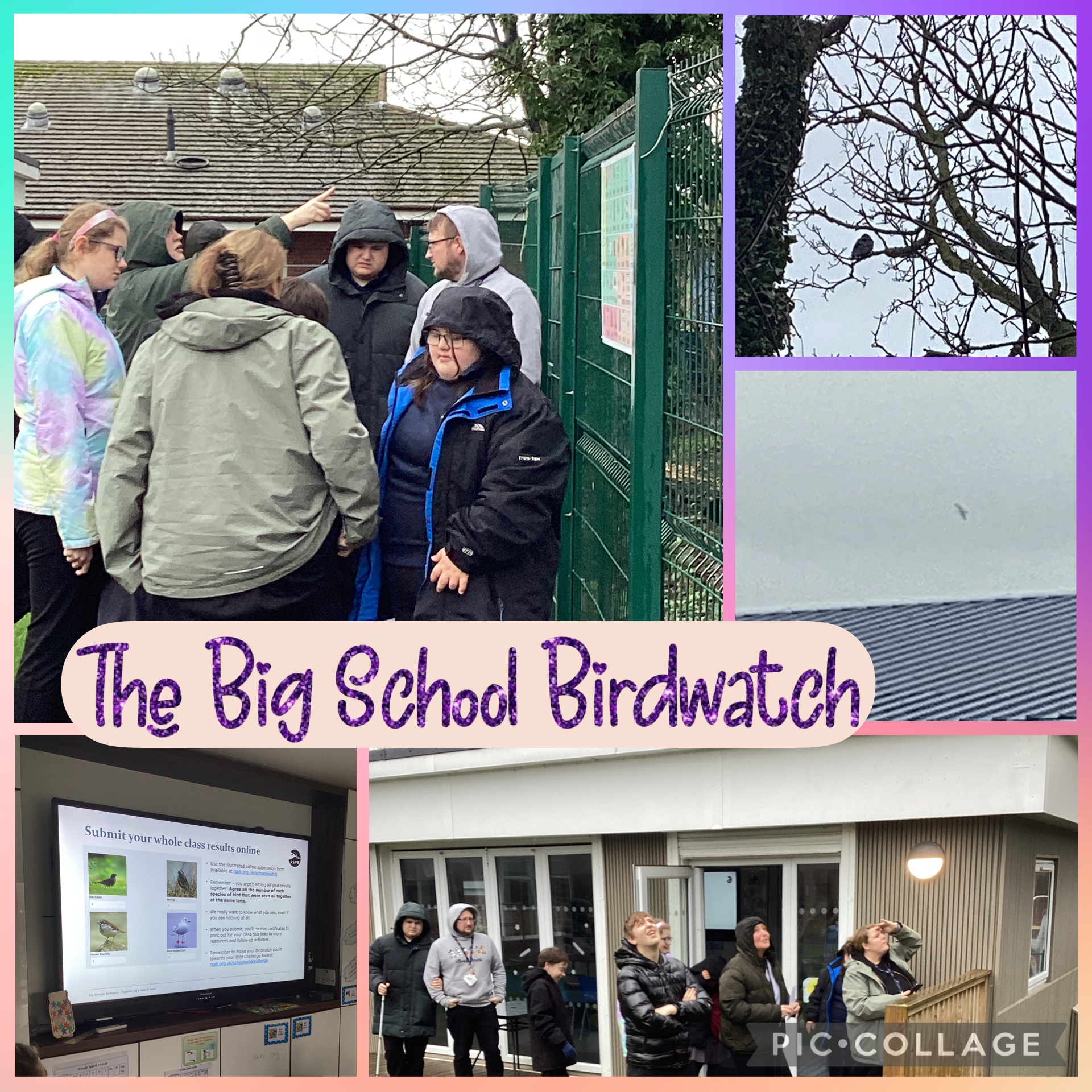 Image of The Big School Bird Watch