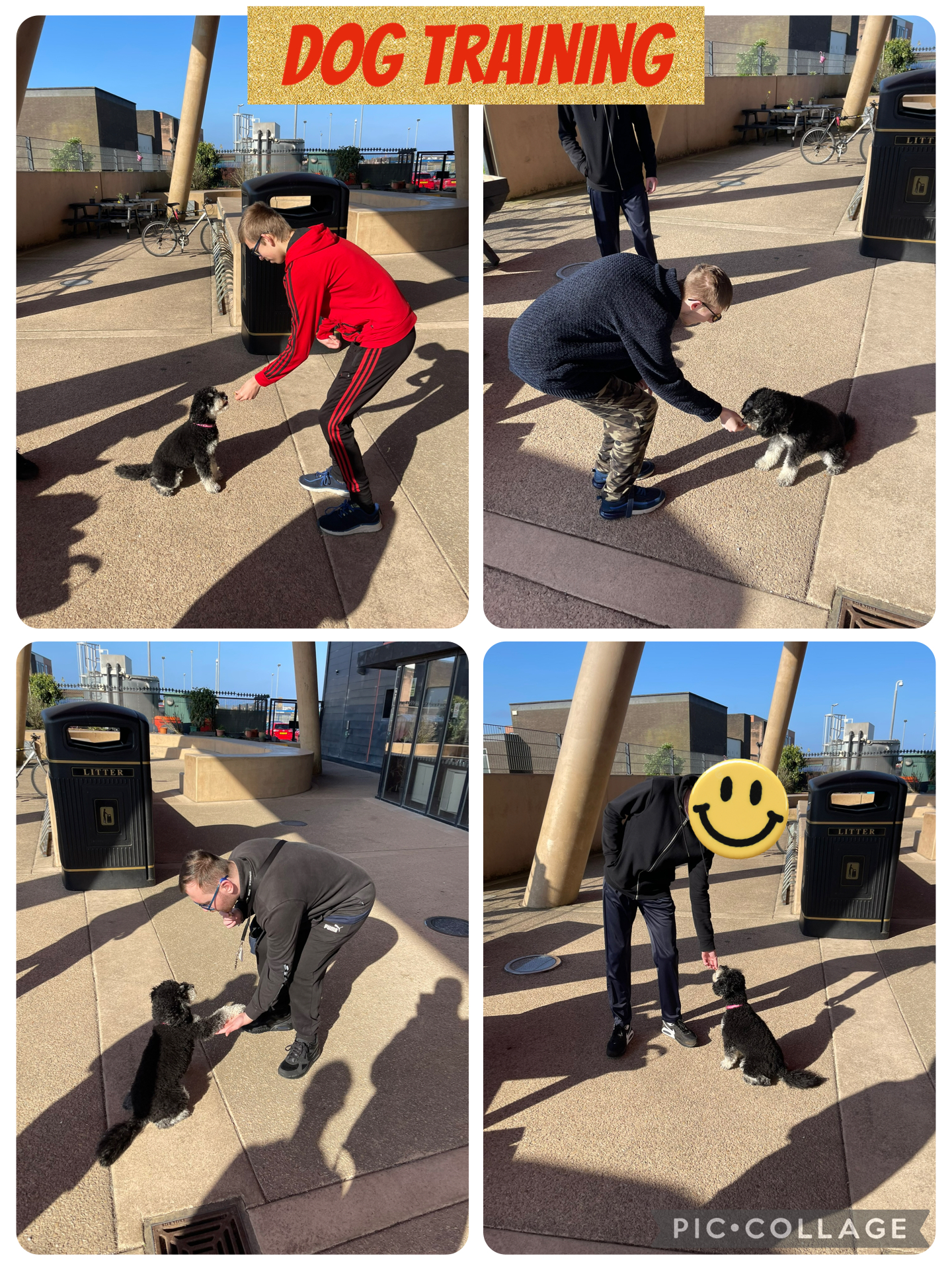 Image of Dog Training