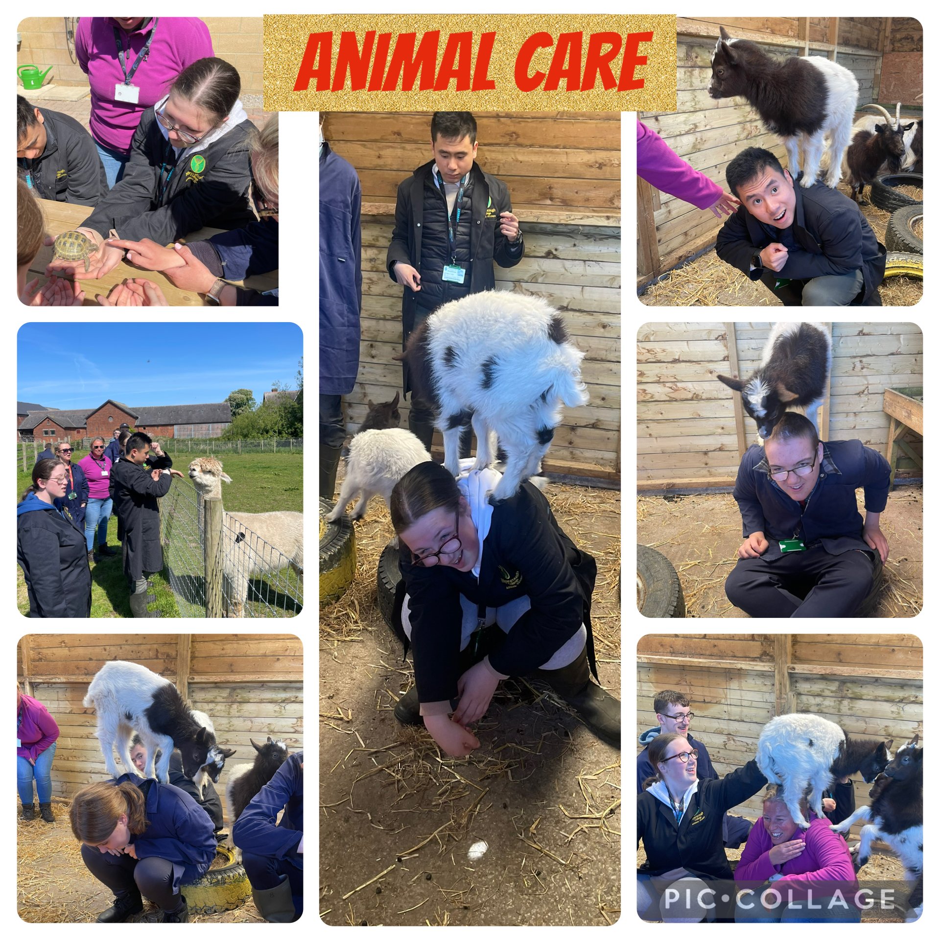 Image of Animal care