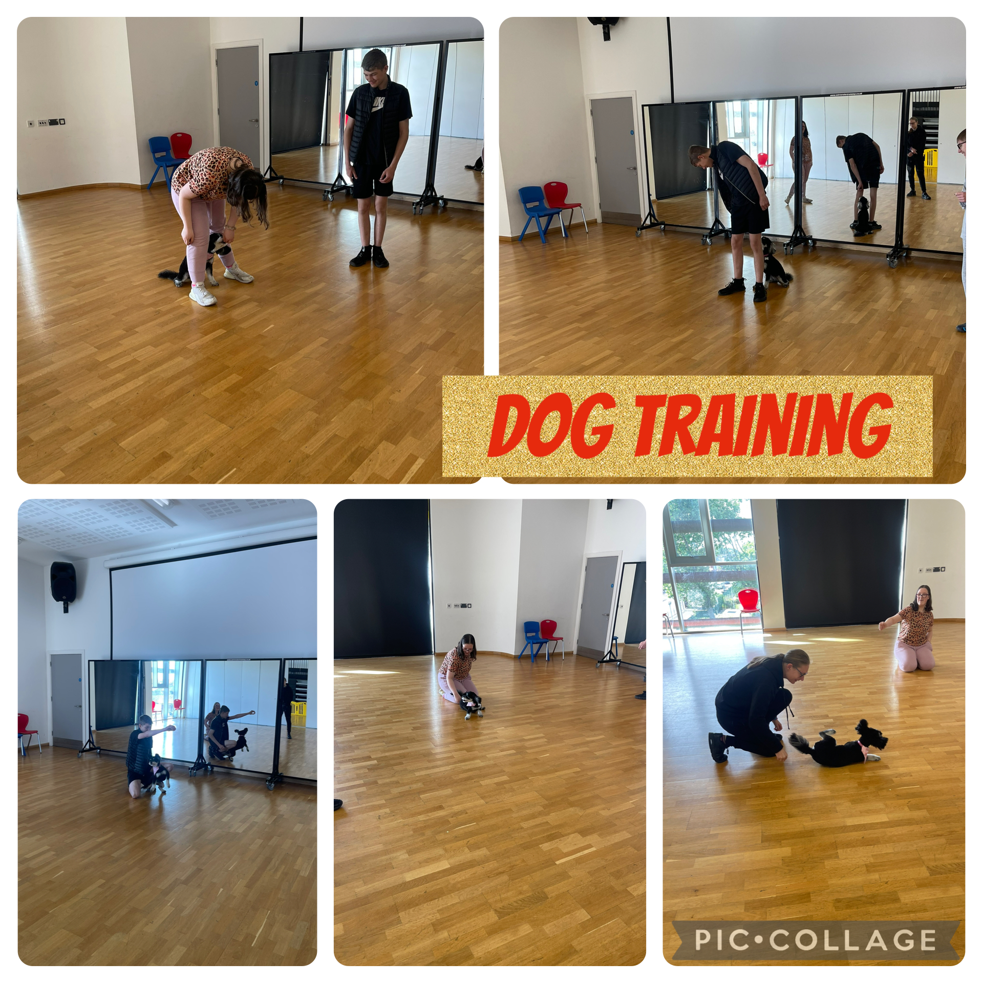 Image of Dog training